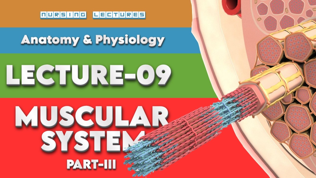 Muscular System Part 3| Major Muscle Groups & Nicknames| BSc Nursing Anatomy & Physiology |Lecture 9