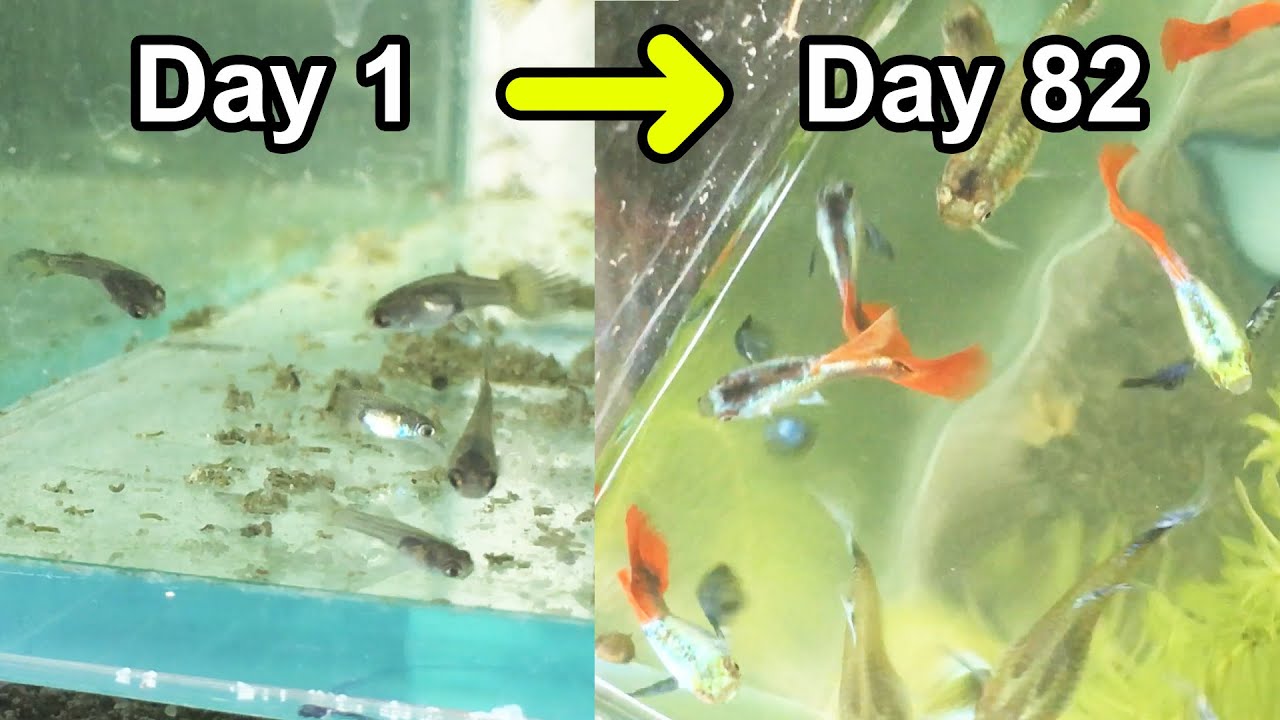 Guppy tank from day 1 to day 82 (18 Dumbo Redtail Halfmoon Guppies ) 😍