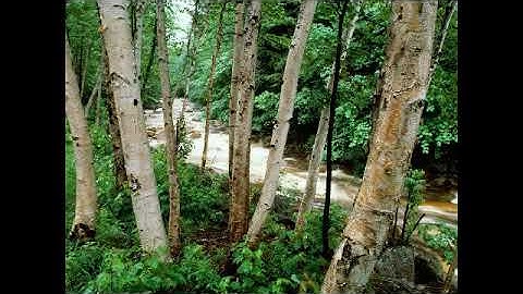 سورة الكهف بصوت القارئ وليد النائحي