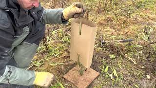 install tree guards