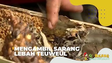 Mengambil Sarang Lebah Teuweul | SI BOLANG (10/02/23)