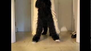 Elliot the Briard learns 'feet on' (cop cop) by ElliotDMDS 1,156 views 12 years ago 32 seconds