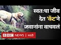 Kent Dog Indian Army : Kashmir Encounter मध्ये दगावली भारतीय सैन्याची sniffer dog केंट