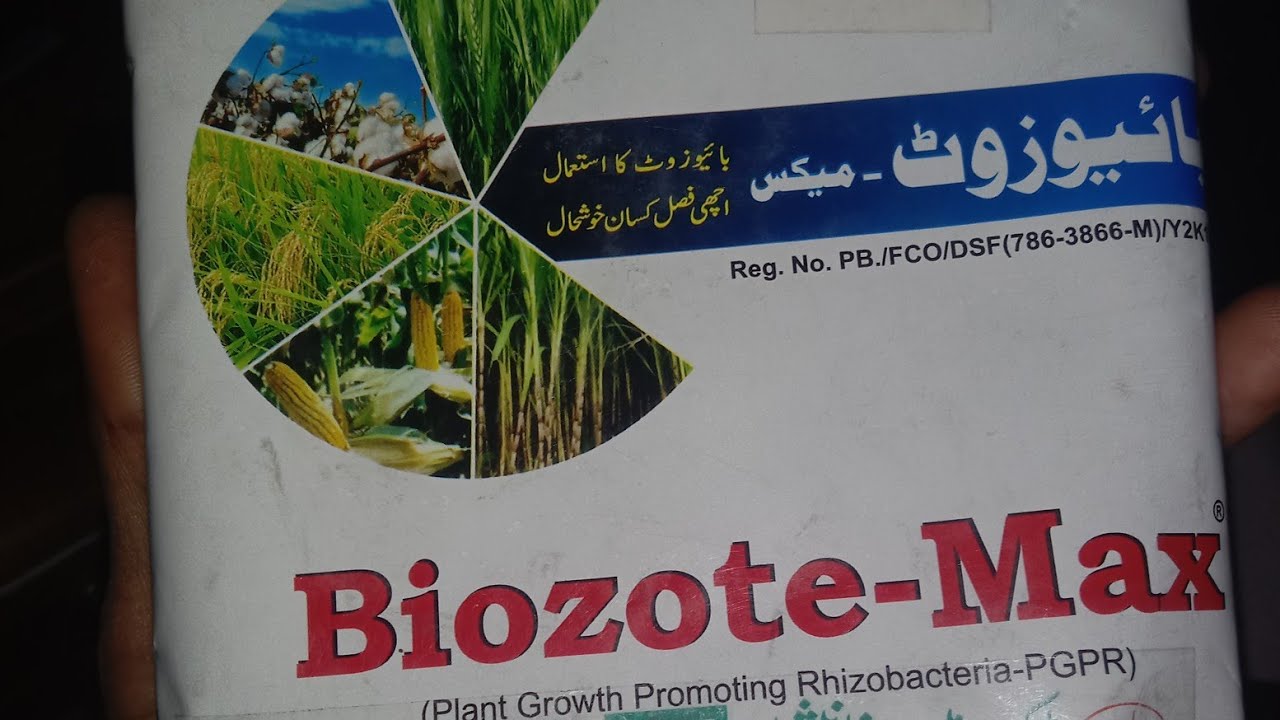 All Bumper Crops Tecnology Using Bacteria,Benefits of Using PGPR in All ...