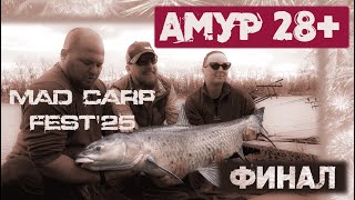 Черный Амур 28+. Развязка. Первый фестиваль по ловле карпа Mad Carp Fest '25. Финал.