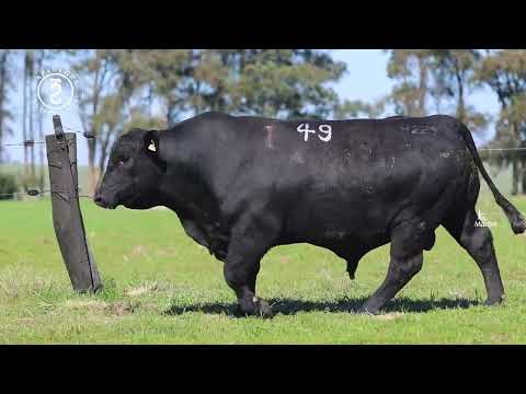 LOTE 49