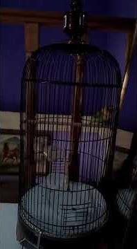 Download lagu Pancingan Love bird miyabi si burung petarung