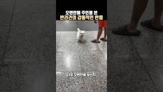 오랜만에 주인을 본 반려견의 감동적인 반응 #강아지 #감동실화