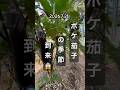 【ボケ茄子の季節到来】 #ナス栽培