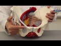 Bony Pelvis & Pelvic Cavity (Part 1)