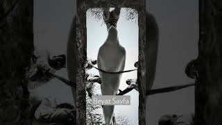 Her Nefis Ölümü Tadacaktır