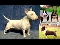 El Mini Bull Terrier, una mini mascota