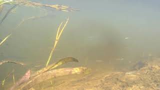 Cobitis taenia