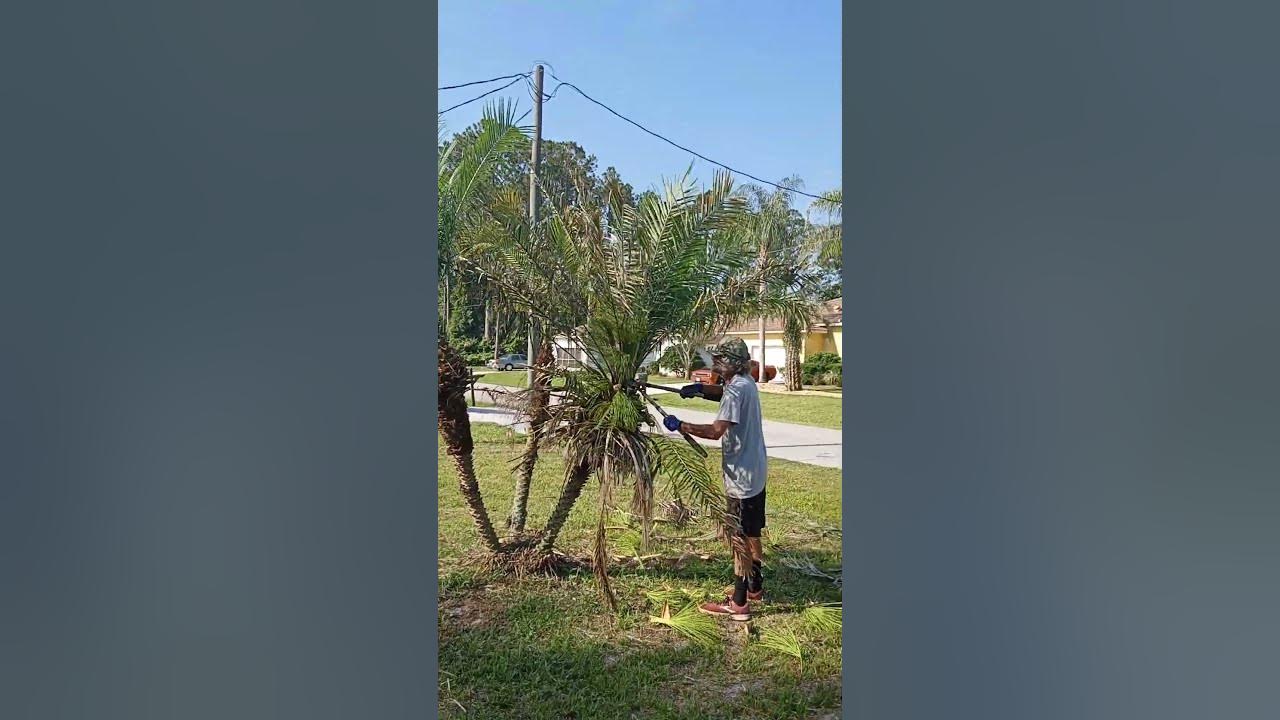ornamental Palm tree trimming part 2 YouTube