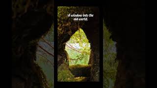 A window into the old world. #nature #forest #wild #moss #enchanted