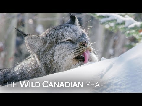A Wild Canadian Lynx And A Cameraman Develop An Amazing Relationship | Wild Canadian Year
