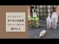 【切り花を長持ちさせる方法】栄養剤・延命剤って効果はあるの！？使い方もご紹介！！（華の精、美咲で実験しました）