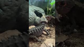 Pelea de dragones reales #reptile #reptiles #short #shorts #shortvideo