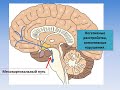 Механизм действия нейролептиков (ИГМУ)