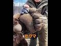 なぜクロクマはヒグマに勝てないのか? #animals #動物プロダクション #自然