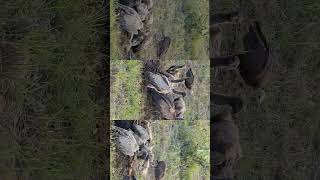 #krugernationalpark #krugersightings #krugerpark #southafrica #naturelovers