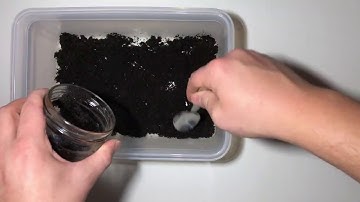 How to grow quickly grow Java Moss (mini aqua plants farm)