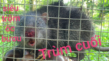 Trùm cống xuất hiện. Cống nhum khổng lồ chui vài lồng bìm bịp | Săn bắt SÓC TRĂNG |