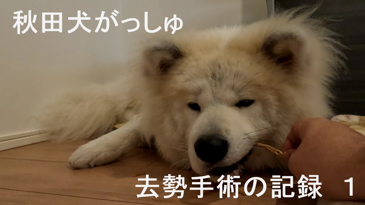 秋田犬と去勢手術の記録1