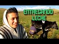 Ordeñando y entregando leche por la mañana