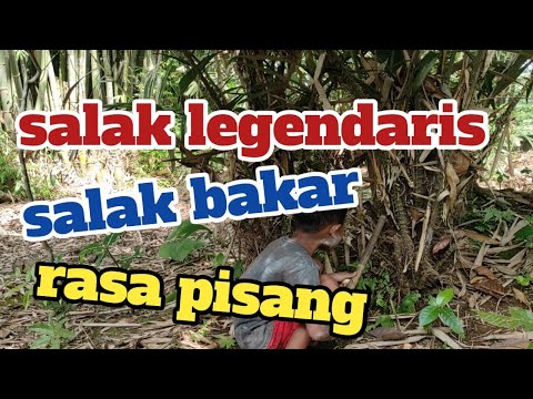 salak bakar,,,salak Jawa