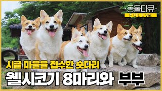 [풀버전] 시골 마을에서 웰시코기 8마리를 키우는 부부  | 동물극장 단짝 EP23 | KBS 220709 방송