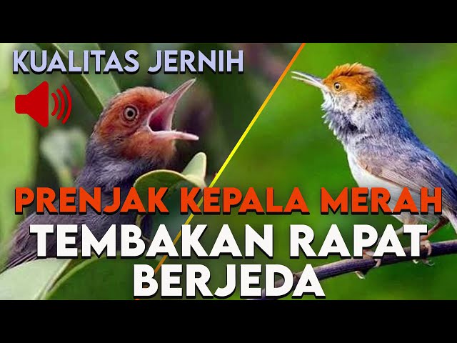 AUDIO MASTERING || PRENJAK KEPALA MERAH TEMBAKAN RAPAT BERJEDA class=