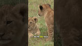 Hyena vs Lion Cub: A Risky Attack with Dire Consequences