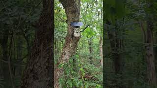 Solar-Powered 4G Trail Camera: Great Performance at an Affordable Price! #Hunting