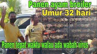 Panen ayam broiler umur 32 hari|| Panen ayam broiler tepat waktu walau ada wabah virus