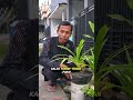 cara menanam daun pandan tanpa menyiram setiap hari #janurinurhidayat #berkebun