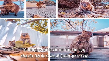 Bí mật gây sốc tận nóc của... Quokka - loài động vật hạnh phúc nhất thế giới!