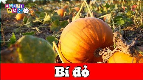 Bé Học Bí đỏ | Nhận Biết Rau Củ Quả Cho Bé | Dạy Bé Học Thông Minh