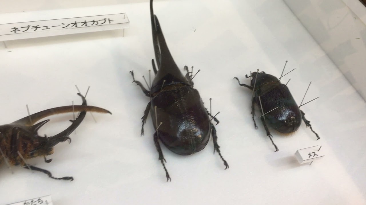 カブトムシ標本コレクション(ヘラクレスオオカブト・コーカサス