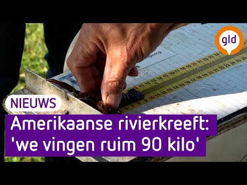 Video: Na Het Verschijnen Van Een Bolbliksem In De Vyazma-vijver Verdwenen Alle Vissen - Alternatieve Mening