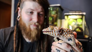 How To Handle Tokay Geckos