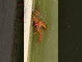 アメリカザリガニ🦞が大繁殖して困っています