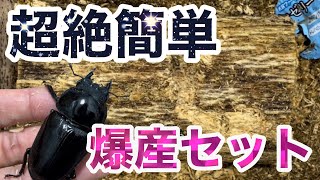 【オオクワガタ 産卵セット】小学生でも作れる！爆産セットの作り方(後編)