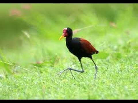 You Won't BELIEVE What a Baby Wattled Jacana Looks Like! 