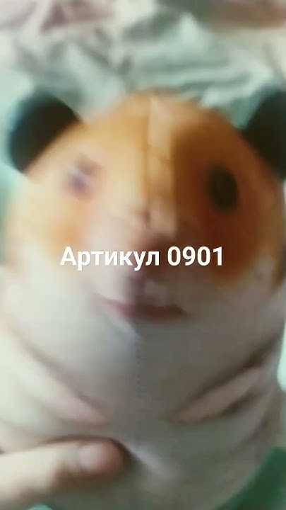 хомяк Миша - YouTube