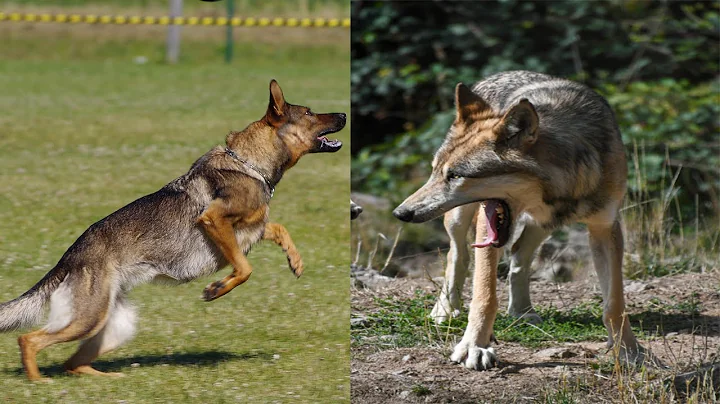 Pitbull, Rottweiler & German Shepherd Vs Coyotes Real Fight