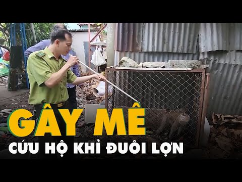 Video Kiểm lâm thổi thuốc gây mê, cứu hộ khỉ đuôi lợn 20 năm... - youtube