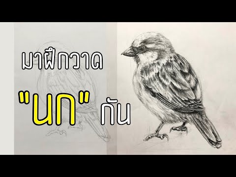 เทคนิคการวาดนก Drawing
