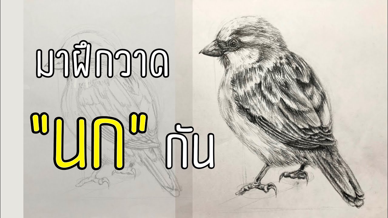 เทคนิคการวาดนก Drawing - YouTube