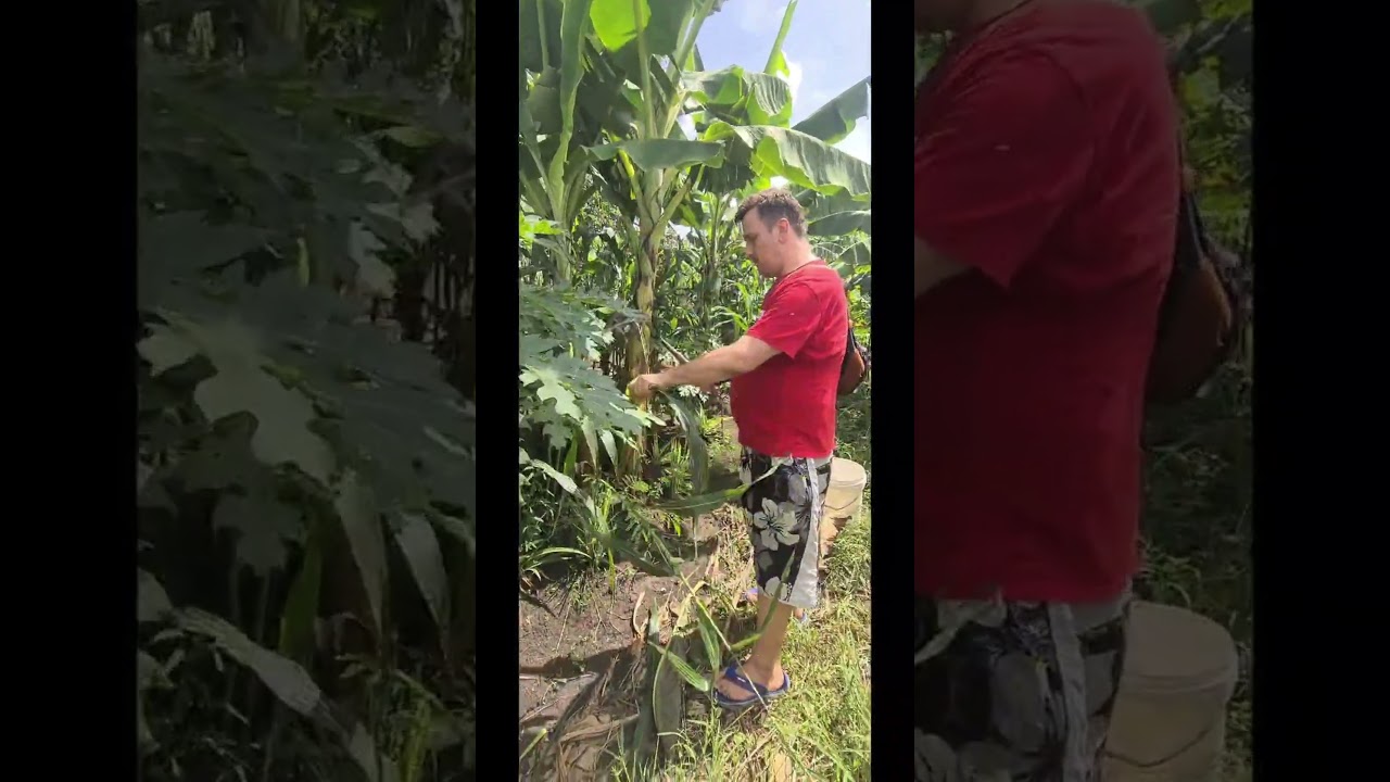 Alasan Bule Jerman Ini Memanen Jagung di Indonesia